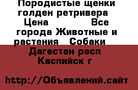 Породистые щенки голден ретривера › Цена ­ 25 000 - Все города Животные и растения » Собаки   . Дагестан респ.,Каспийск г.